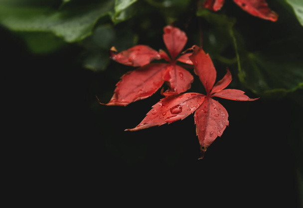 Bulanık sonbahar ormanlarında yağmur damlaları olan kırmızı yapraklar duvarda asılı kırmızı asma yaprakları yeşil yapraklı bir sonbahar bitkisine tırmanıyor. Sonbahar sezonu doğal arka plan - Fotoğraf, Görsel