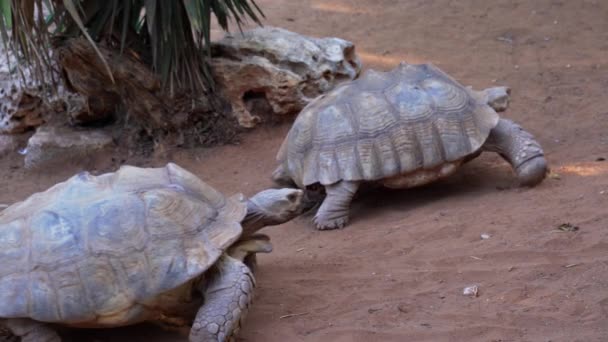 Trois tortues géantes passent devant la caméra - Séquence, vidéo