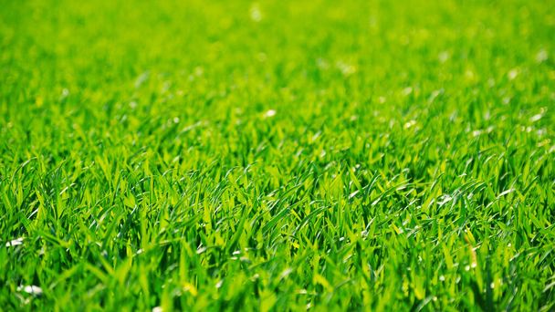 Grünes Gras von einem Feld - Foto, Bild