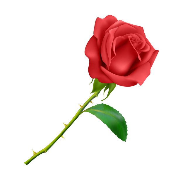Gyönyörű vörös rózsa hosszú száron levél és tövisek elszigetelt fehér háttér, fotó realisztikus vektor illusztráció. - Vektor, kép