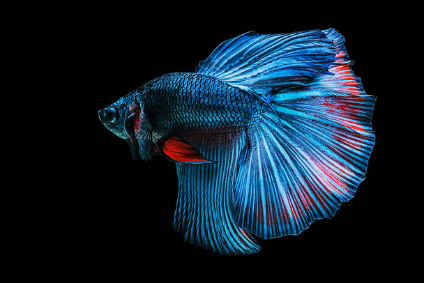 Сиамская боевая рыба на черном фоне - Фото, изображение