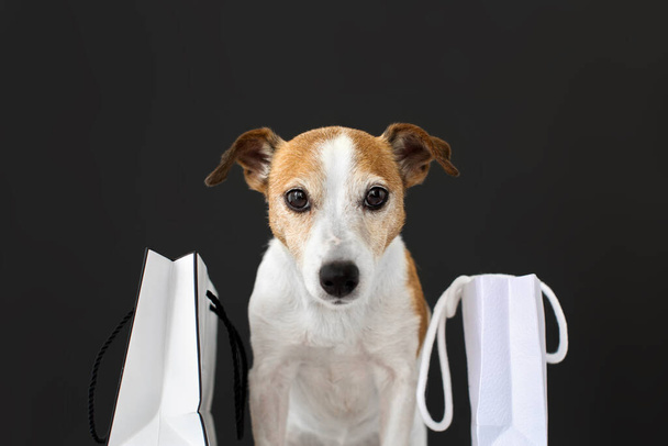 Kutya papírzacskóval vásárlással - Fotó, kép