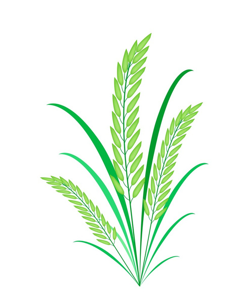 Plantas de cereales o arroz verde sobre fondo blanco
 - Vector, Imagen