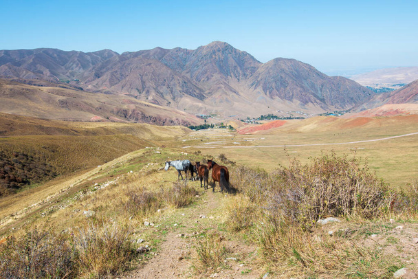 Una manada de caballos en una ladera de montaña. Paisaje de verano. Kirguistán. - Foto, Imagen