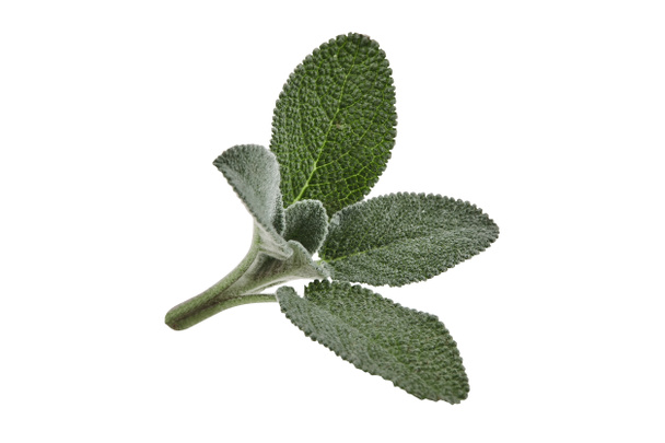 Fresh cutting of sage isolated on white background. Close up, copy space, side view - Photo, Image