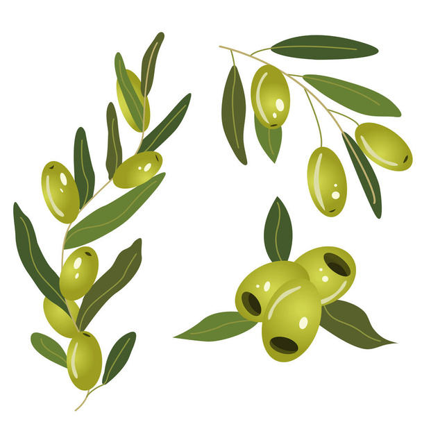 Serie di olive verdi sui rami. Illustrazione vettoriale piatta su sfondo bianco - Vettoriali, immagini