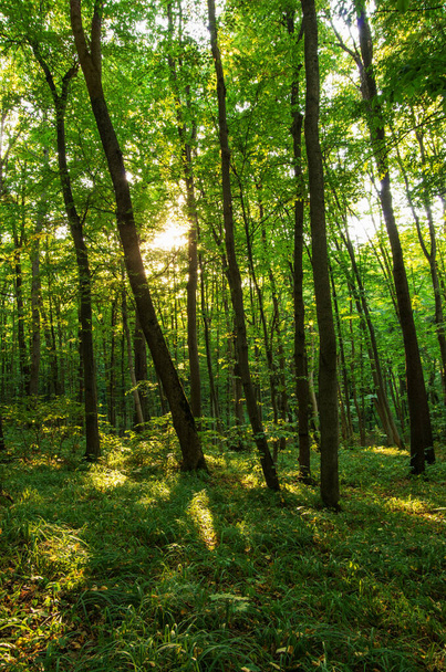 Orman ağaçları. doğa yeşil ahşap güneş ışığı arka planı. - Fotoğraf, Görsel