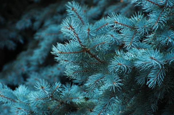 緑の背景に青いトウヒの枝 - 写真・画像