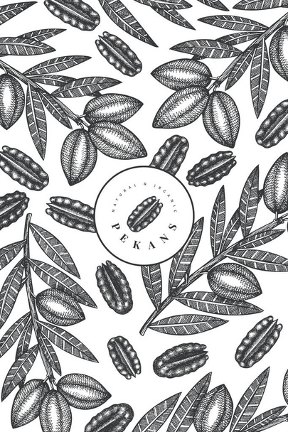 Hand drawn pecan branch and kernels design template. Organic food vector illustration on white background. Vintage nut illustration. Engraved style botanical picture. - Vetor, Imagem