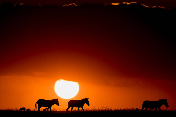 Três zebras caminhando nas planícies de Masai Mara ao pôr do sol no Quênia - Foto, Imagem