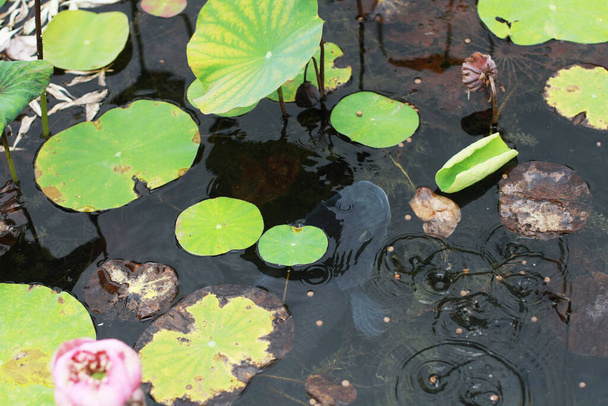 Pesci felici che nuotano nello stagno di loto tropicale - Foto, immagini