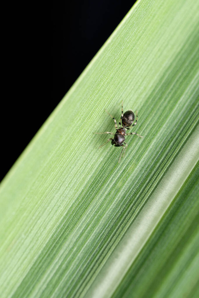 Ant mimic spider, Myrmarachne formica, Satara, Maharashtra, India - Foto, Imagen