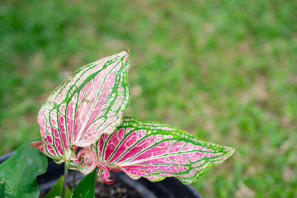 Mooie Caladium bicolor (Aiton) Vent. of koningin van de bladplanten. Kleurrijk aan bonenbladeren in de tuin. Selectieve focus - Foto, afbeelding