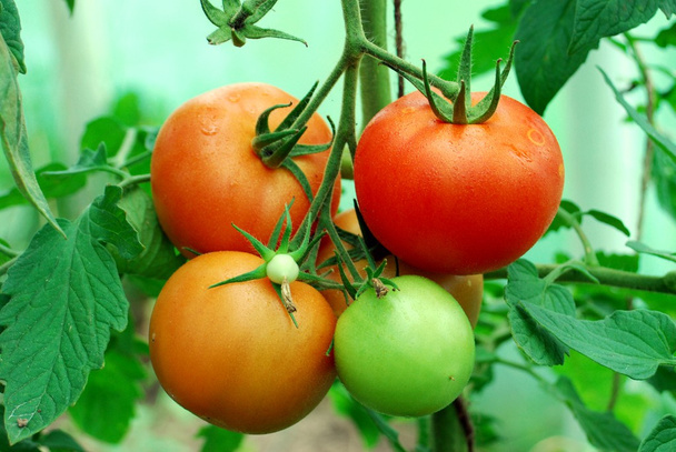 Tasty red tomatoes on the bushes  - Photo, Image