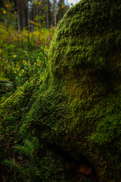Зеленый мох растет на вырубленном дереве. Иллюзия зеленой стены. Украинские Карпаты - Фото, изображение