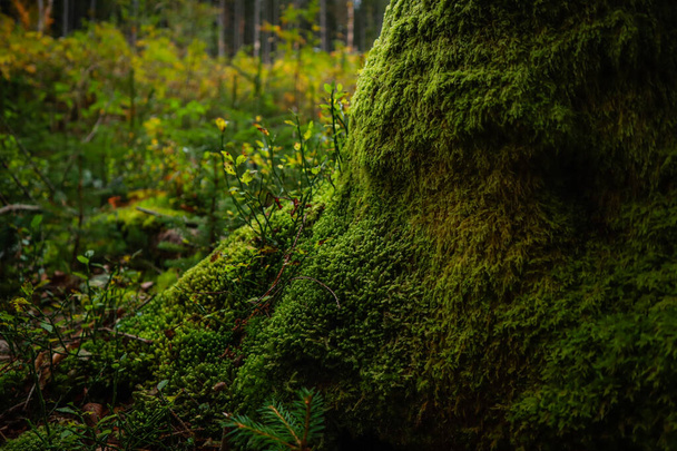 Zielony mech rośnie na ściętym drzewie. Iluzja zielonej ściany. Karpaty ukraińskie - Zdjęcie, obraz