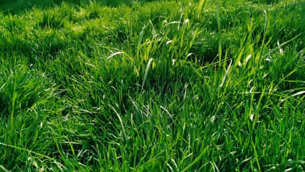 El fragmento del césped con la hierba verde. Exuberante hierba de verano al sol. - Imágenes, Vídeo