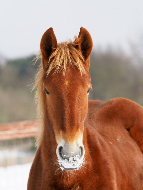 Un coup de tête d'un rare cheval Suffolk Punch dans un enclos enneigé. - Photo, image