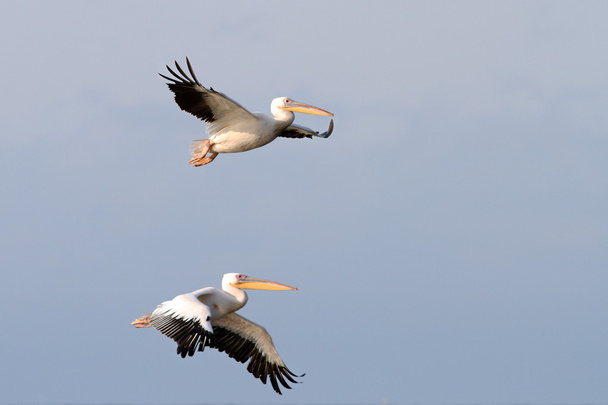 dvě velké pelikánů - Fotografie, Obrázek