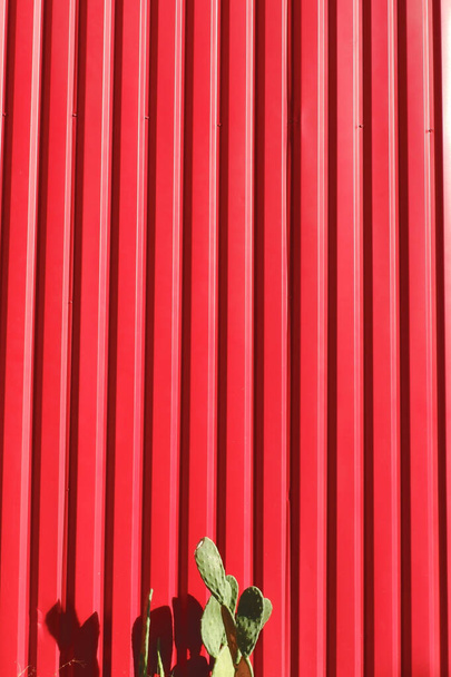 Pystysuora kuva vuorattu punainen tausta pieni kaktus. Käsitteellinen, taiteellinen tausta - Valokuva, kuva