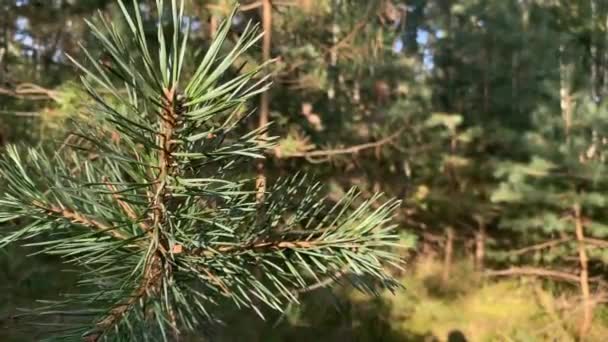 A branch of pine with long green needles swaying in the wind, closeup static shot. - Imágenes, Vídeo