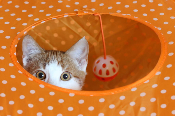 Кошачьи глаза и уши, подглядывающие через отверстие в оранжевой горошек - Фото, изображение