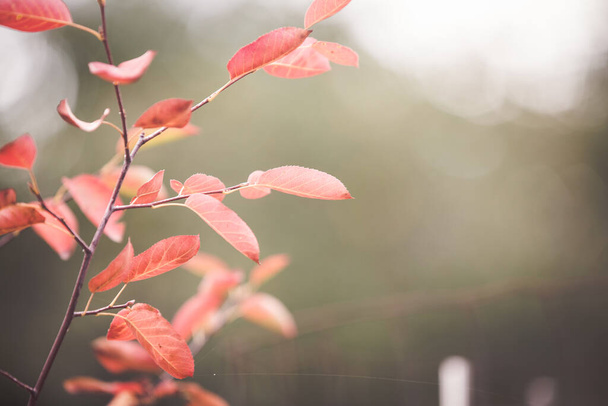Red leaves colorful autumn background - Fotó, kép