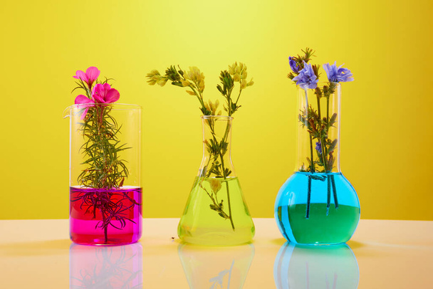 Flowers and plants in test tubes on yellow background. Concept of biological research. - Fotografie, Obrázek