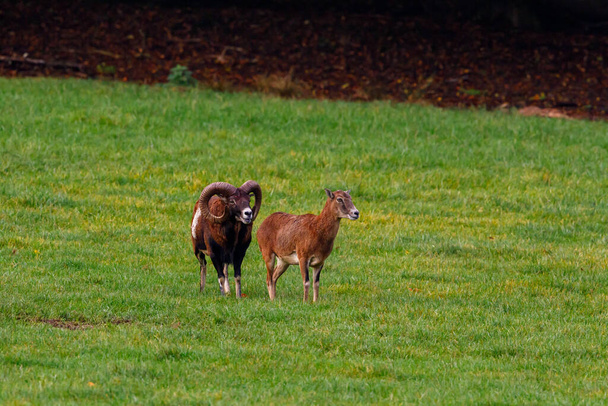 Mouflon on a meadow - Photo, Image