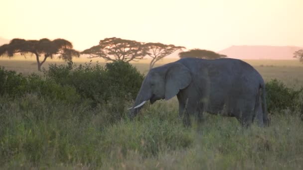 Elefantti syö ruohoa auringonlaskussa. Eläin luonnollisessa elinympäristössä - Materiaali, video