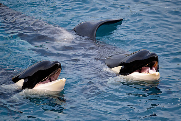 Крупный план двух косаток (Orcinus orca), открывающих рот в голубой воде - Фото, изображение