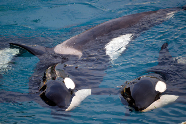 Δύο φάλαινες δολοφόνοι (Orcinus orca) που βρίσκονται σε μπλε νερό - Φωτογραφία, εικόνα