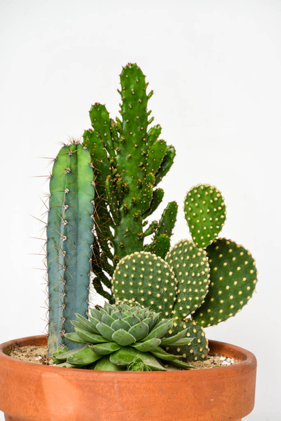 Small cactus with thorns in a pot on white background - Photo, Image
