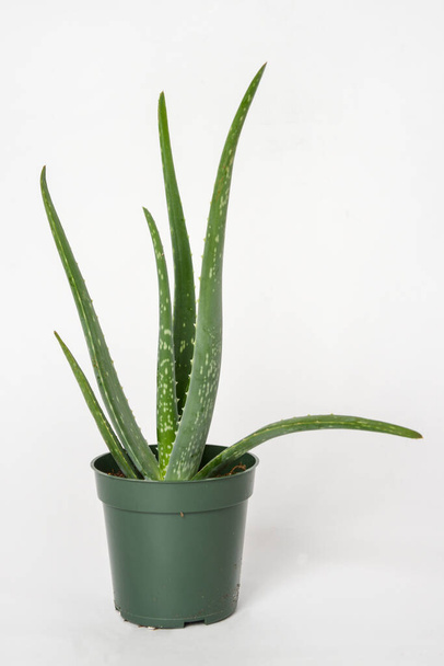 Small green aloes vera in a pot on white background - Photo, Image