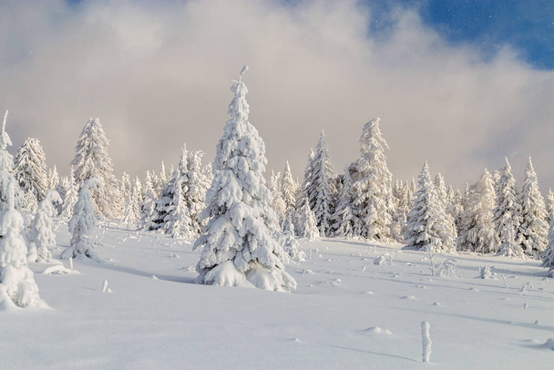 Invierno árboles cubiertos de nieve en las montañas de los Urales. - Foto, Imagen