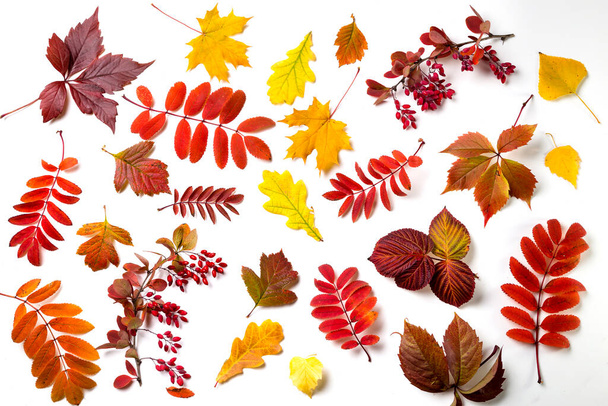 Podzimní listí na bílém pozadí. Kopírovat prostor pro text. - Fotografie, Obrázek