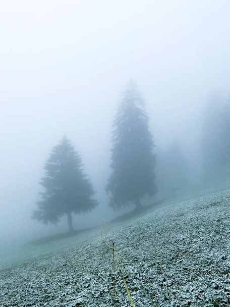 un sapin majestueux lors de la première neige par une journée brumeuse en automne - Photo, image