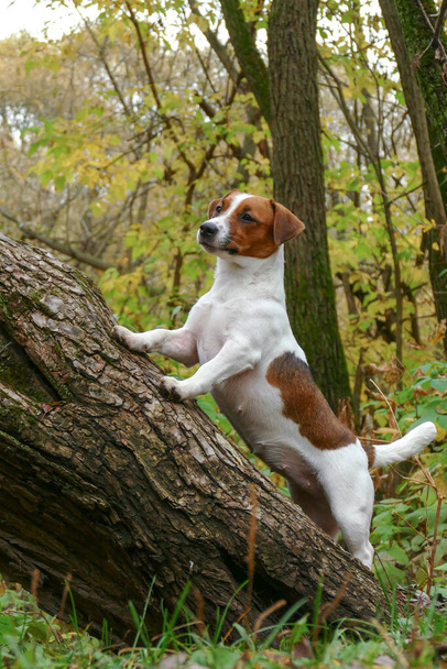 Curious puppy stands on a felled tree - Photo, image