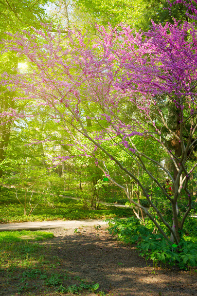 primavera en jardín japonés
 - Foto, Imagen