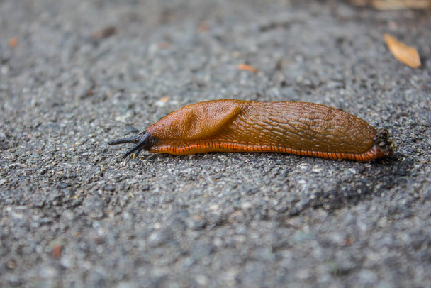 Big red slug is sliding on the ground. Macro, Selective focus.  - Photo, Image