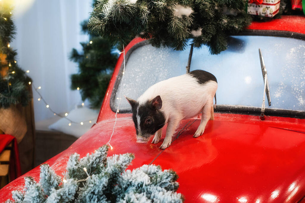 A small homemade mini pig on a red retro car decorated with branches of Christmas trees, garlands, gift boxes in white-green colors wrapping paper, a wreath of pine needles. New Year decorations light - Foto, imagen