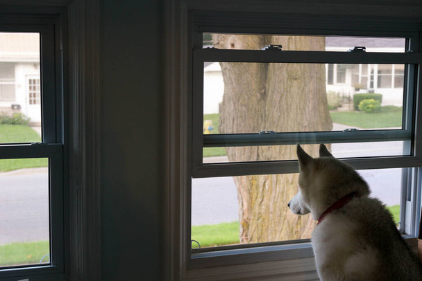 Σκύλος κοιτάζει έξω από ένα παράθυρο, περιμένοντας τον άνθρωπο του να έρθει σπίτι. - Φωτογραφία, εικόνα