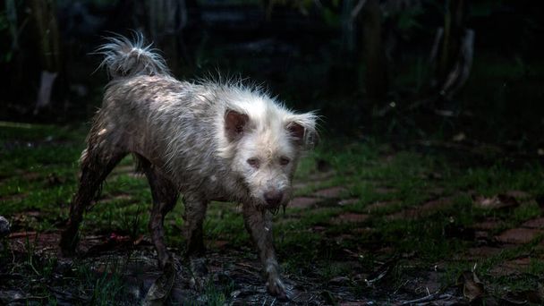 Pis sokak köpeği hayvan sağlığı hizmetlerinde yağmurdan sonra sokakta yürüyor.  - Fotoğraf, Görsel