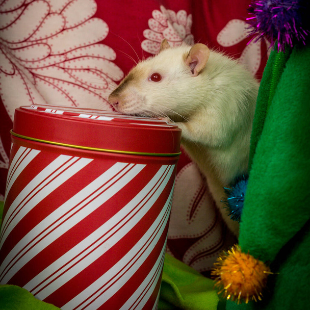 Fancy siamese pet rat on Christmas with gift box - Photo, Image