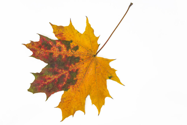 Beautiful multicolored maple leaf isolated on white background - Photo, Image