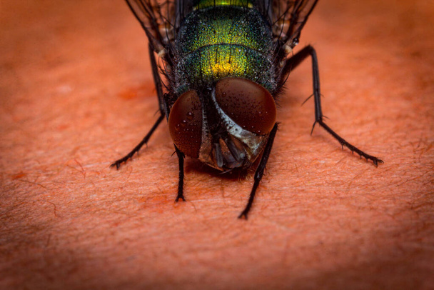 Estremo close up macro comune bottiglia verde volare insetto sfondo - Foto, immagini