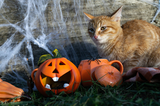 Halloween. El concepto de una celebración de otoño. Feliz Halloween. Telaraña, arañas y gato naranja. Vacaciones de otoño Halloween.  - Foto, imagen
