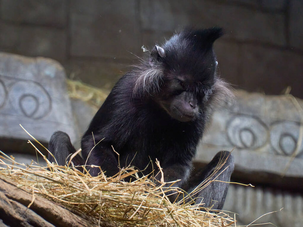 Fekete tarajos majom Lophocebus aterrimus - Fotó, kép