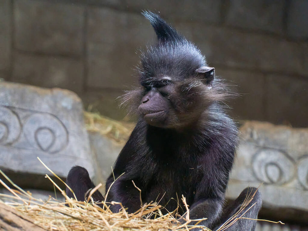 Чорна мавпа Лопухокебрімус
 - Фото, зображення