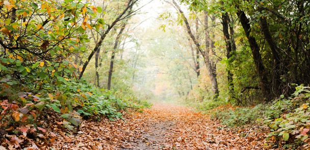 Podzimní lesní krajina. Podzimní korouhev. Padlé listy. Kopírovat prostor - Fotografie, Obrázek